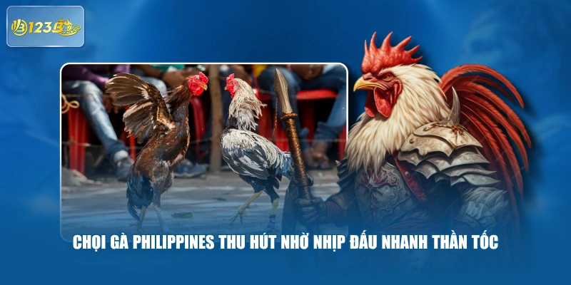 Chọi gà Philippines thu hút nhờ nhịp đấu nhanh thần tốc