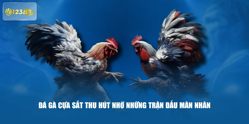 Đá gà cựa sắt thu hút nhờ những trận đấu mãn nhãn