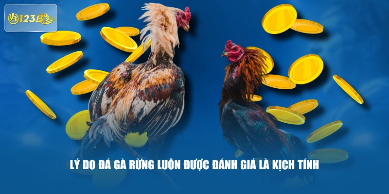Lý do đá gà rừng luôn được đánh giá là kịch tính