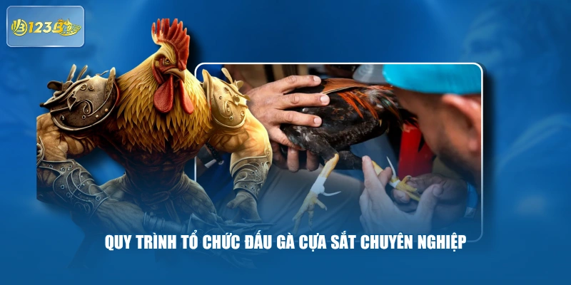 Quy trình tổ chức đấu gà cựa sắt chuyên nghiệp