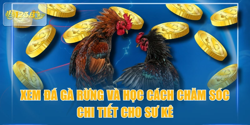 Xem Đá Gà Rừng Và Học Cách Chăm Sóc Chi Tiết Cho Sư Kê
